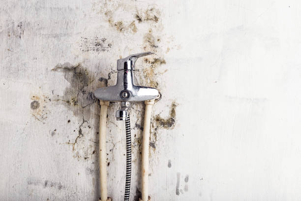 Best Mold Remediation for Schools in Berkeley, MO