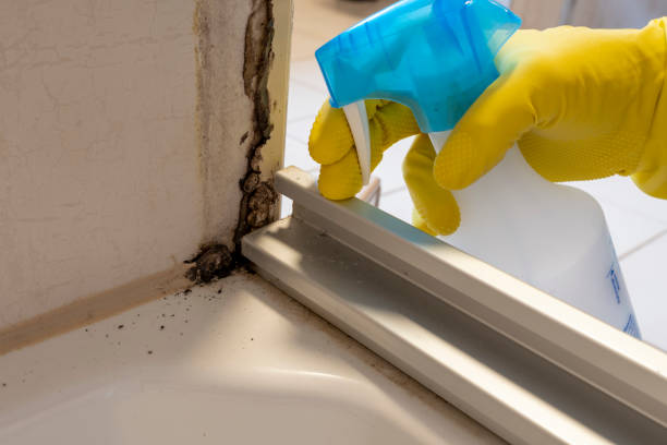 Best Emergency Mold Remediation in Berkeley, MO
