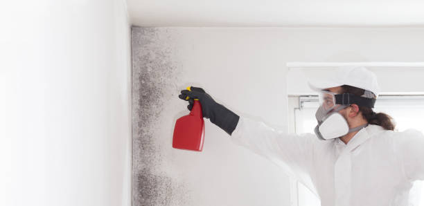 Best HVAC Mold Remediation in Berkeley, MO