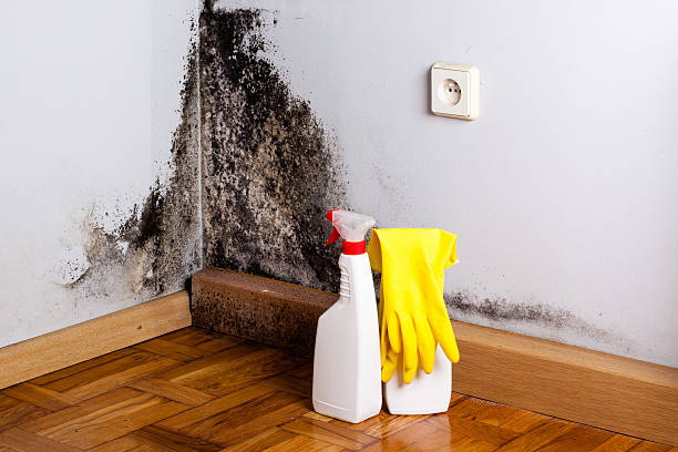 Best Crawl Space Mold Remediation in Berkeley, MO