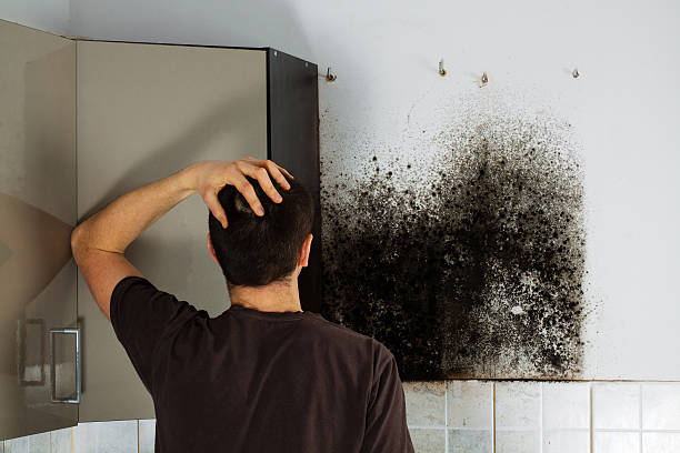 Best Localized Mold Remediation (e.g., coastal areas, humid climates) in Berkeley, MO