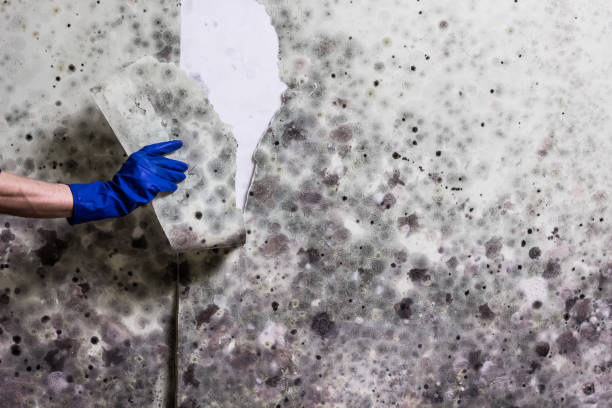 Best Health and Safety Mold Remediation in Berkeley, MO